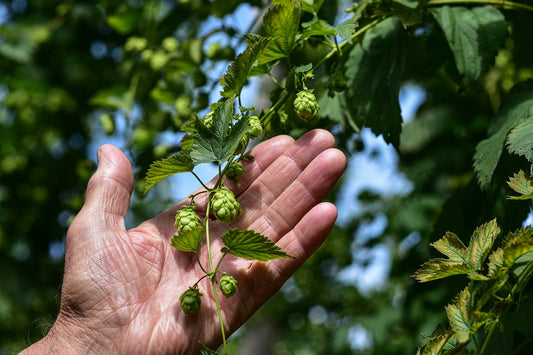 What Are Hops? Uncovering Their Rich History and Impact on Brewing